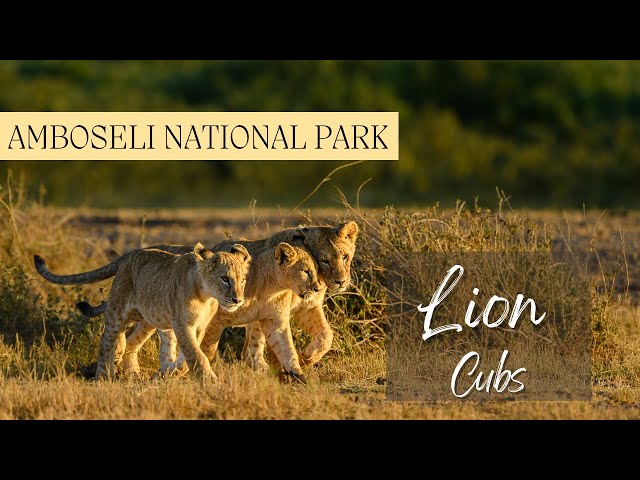 Playing lion cubs - Amboseli National Park -  Kenya 4K