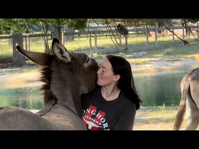 Keeping the animals safe from dangerous heat!