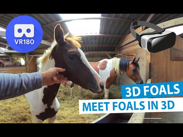 3D Meet the Animals - Meet Foals in 3D [VR180]