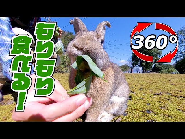 【360 Video】I'll eat a lot of cabbage❗😋