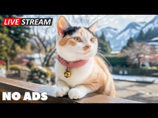 New Year's Peace for Cats 2025 🎊 Calming Music to Help Your Feline Stay Relaxed 🐱✨ No Ads