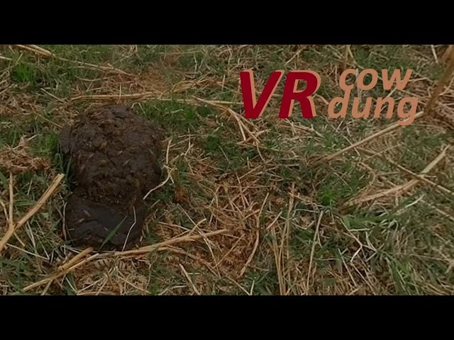 VR180° Flies around S#IT