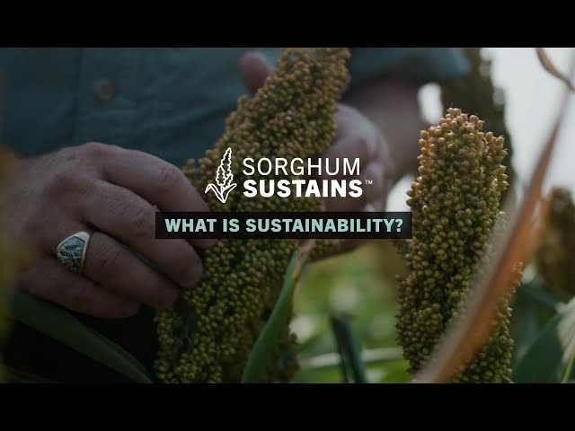 Sorghum Sustains - What is Sustainability?