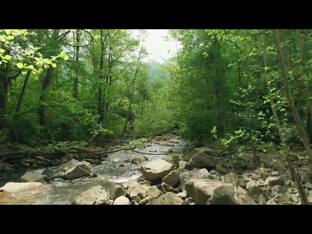 Soothing Forest and water stream sounds for Sleep and relaxing