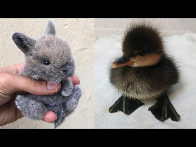 Cute baby animals Videos Compilation cute moment of the animals - Cutest Animals #6