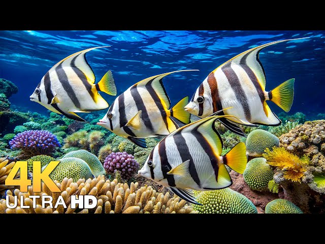 The Best 4K Aquarium - Dive Into The Mesmerizing Underwater Realm, Sea Jellyfish, Coral Reefs #8