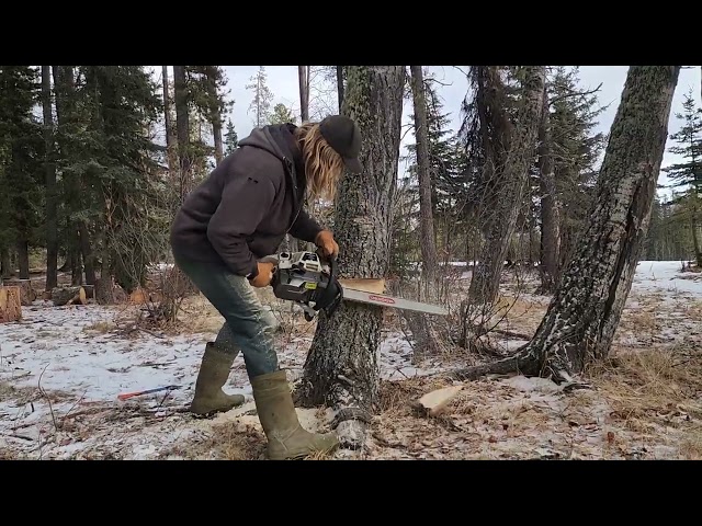 Shane dropping a dead aspen