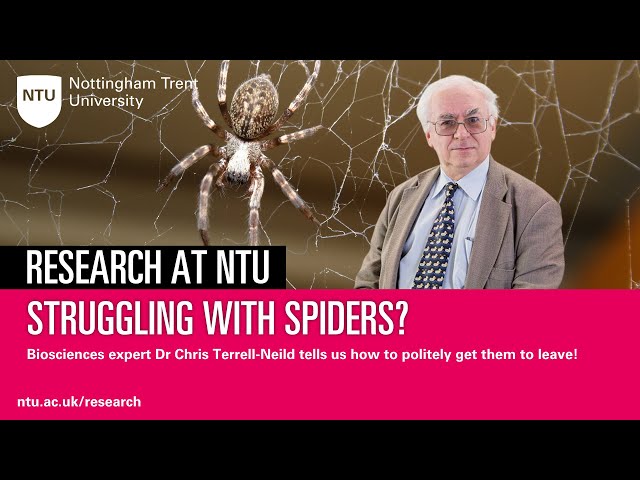 Struggling with Spiders? Find out why we see an increase and how to (politely) get them to leave!