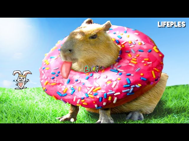 CAPYBARA MEME COMPILATION !