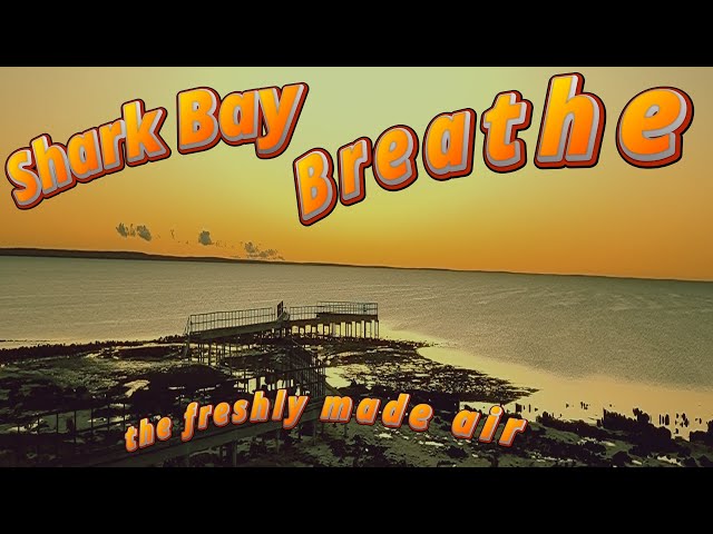 S1E26 Shark Bay   Holiday documentary