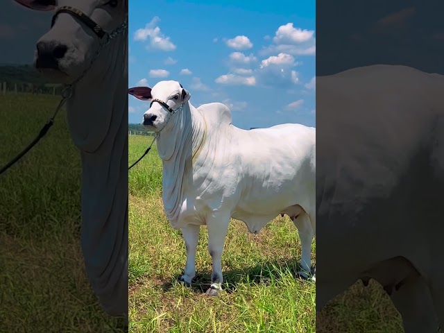 beauty of Nelore 😍😍  #CowVideos #CattleFarming   #AnimalVideos #YouTubeShorts  #ViralCattleVideos