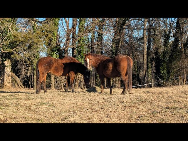 Horses take stroll around town to adjust to their new home in Alexandria | The Night Cap