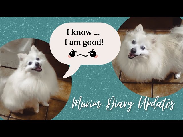 Adorable Pomeranian Tricks: Watch My Dog's Amazing Skills! 💖🐶