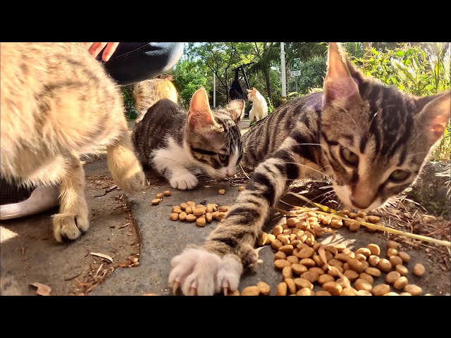 Homeless Kittens Fight For Food