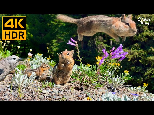 Cat TV for Cats to Watch 😺 Naughty squirrels, beautiful birds, wildflowers 🐦🐿🌺 8 Hours(4K HDR)