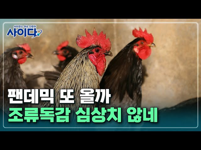 [사이다] ①팬데믹 또 올까…조류독감 심상치 않네  / YTN 사이언스