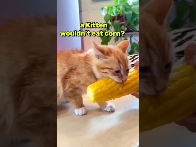 Kittens LOVE Corn?! 🌽🐱 #CornLovingKitten #HungryKitty #DidUKnow #FunnyPets #Shorts