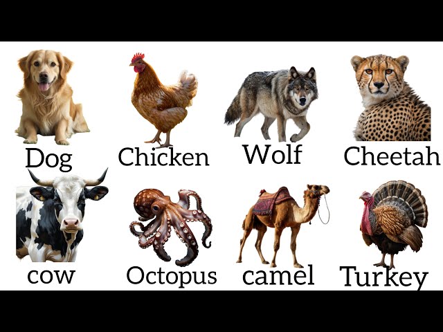 100 Amazing Wild Animals & Self-test | Learn Animal Names for Kids | Wildlife | Part 1