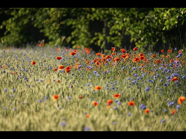 Douce Music de piano Relaxante et calme avec des belles natures.