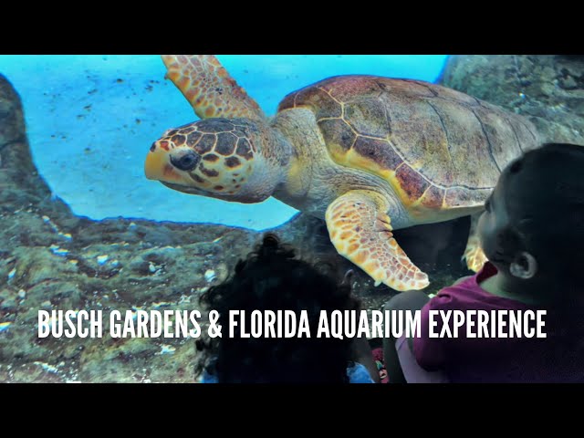 Took the babies to Busch Gardens and the Florida Aquarium for their first visit!!