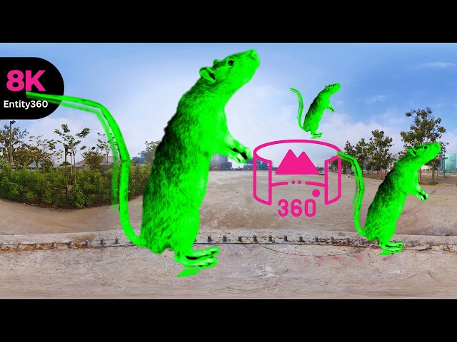 DANCING RAT Will Leave You SPEECHLESS in 360 VR