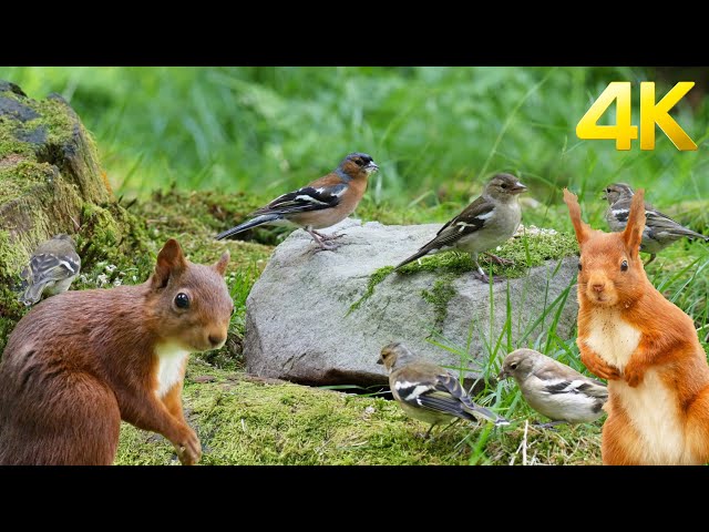 [No Ad Interruptions] Cat TV: Birds and Squirrels for Cats to Watch 😺 Playing in the Forest 4K