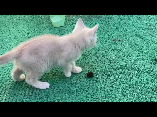 Orange kitten plays with wooly worm, so adorable…