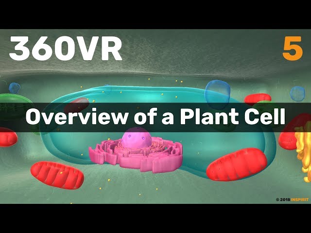 Chapter 5: Overview of a Plant Cell