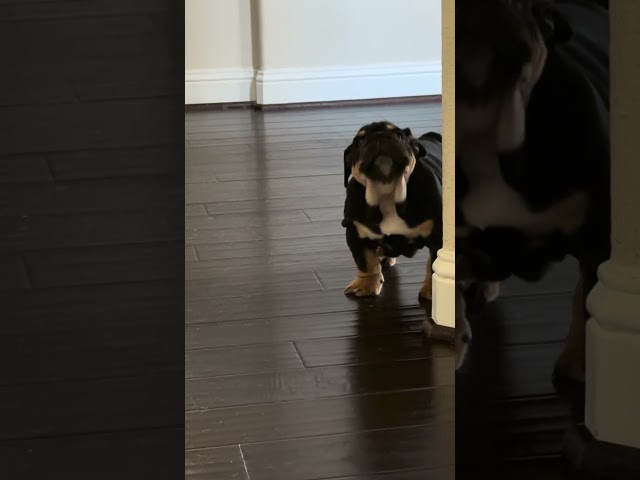 Rare color English bulldog pup asking for attention