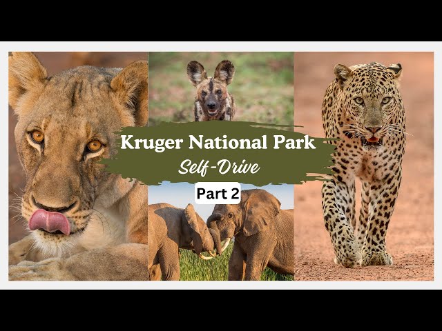 One Epic Day of Self-drive Safari in Kruger: Unforgettable Wildlife Encounters - Part 2 #bigcats