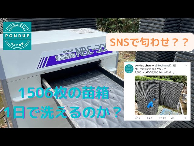 【タイガーカワシマ】NBC-300 洗ちゃん　1506枚の苗箱1日で洗えるのか？#タイガーカワシマ#苗箱#NBC-300