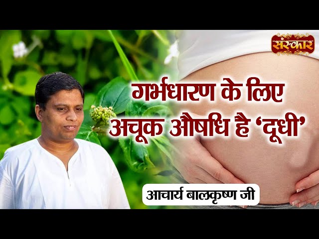 गर्भधारण के लिए अचूक औषधि है "दूधी" | Benefits of Dudhi in Conceiving | Acharya Balkrishna Ji | Yoga