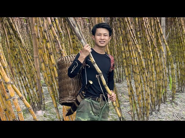 Harvesting sugar cane bringing it to the market to sell, 2 year alone in the forest