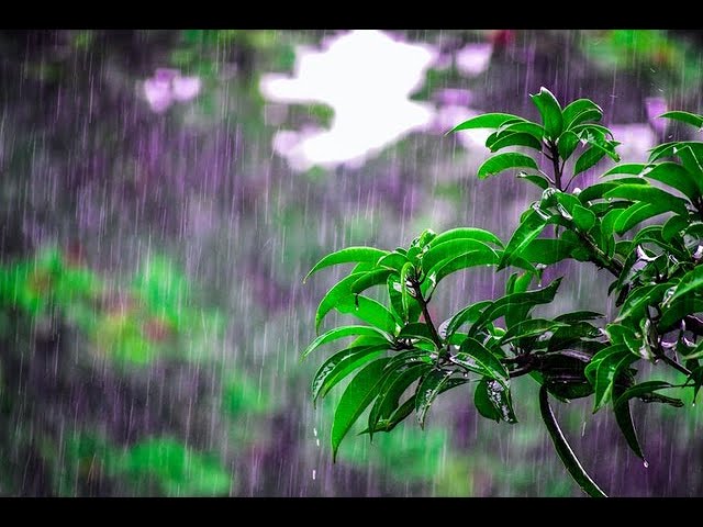 Soothing RAIN / Rain sounds for sleeping and relaxing NO THUNDER