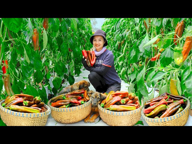 Full video: Harvesting chocolate peppers grown in the greenhouse to market sell | Farm | Phuong