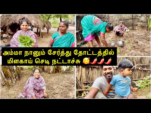 அம்மா வீட்டு தோட்டத்தில் மிளகாய் செடி நட்டாச்சி | Village Gardening Vlog Sangeetha Vinoth