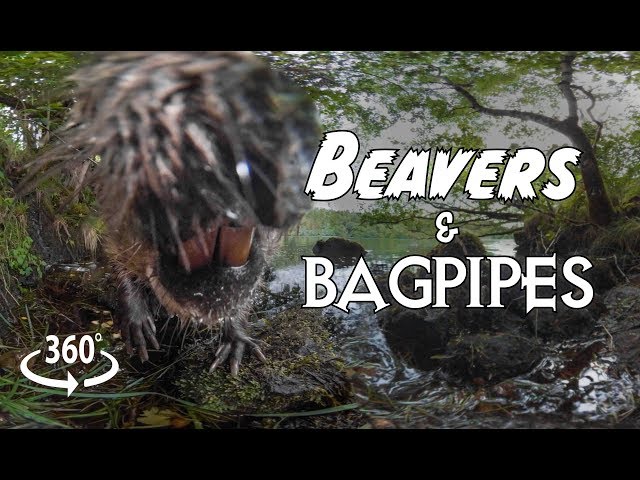 Beavers and Bagpipes 360°