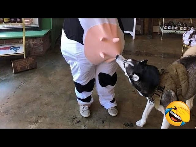 Funny Animals Hilarious Pet Videos  Funny Animal 2023