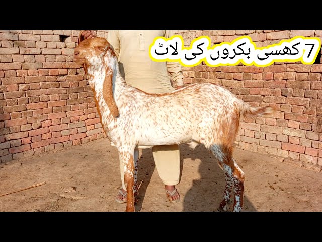 makhi chena khasi 7 bakron ki laat | Qurbani 2025 | gillani goat farm