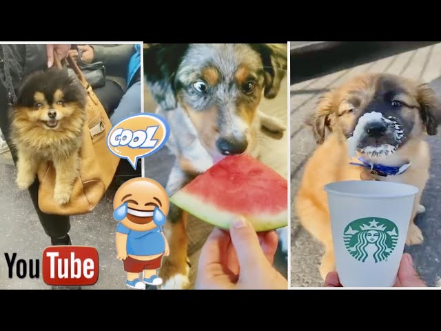 No Home Décor Is Complete Without Dog - Funny Video - Funny Baby And Pet