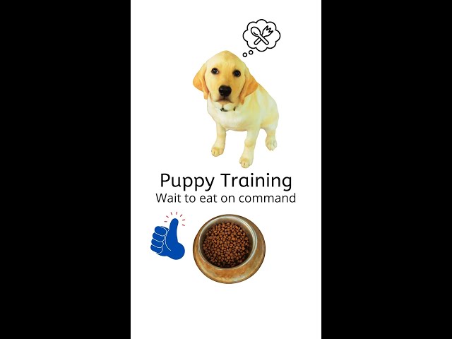 GOOD BOY! Watch #cute #puppytraining Teaching To Eat On Command! 🤩