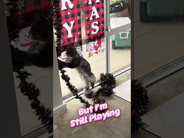 KITTEN'S Plan to Make Christmas LAST Forever #mainecoon #shorts #cuteanimals