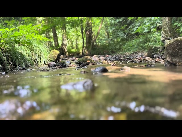 20 Minutes of Babbling Brook and Birdsong, Forrest Bathing