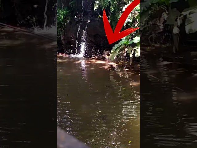 Fishing wader ray sunrays in Magelang 2 #fishing #wader #umpanrasbora #Rasbora #fish