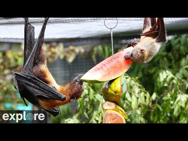 The Mixed Species Flying Fox cam  powered by EXPLORE.org