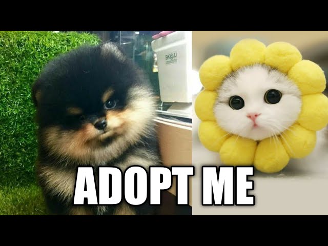 Cute Animals Cute Pets Compilation Cats and Dogs Funny Videos #2