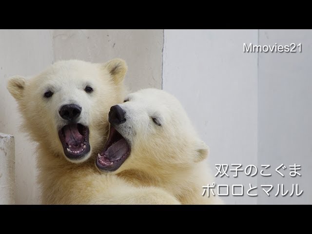 双子のこぐま〜ポロロとマルル~Polar Bear Twin Cubs Song