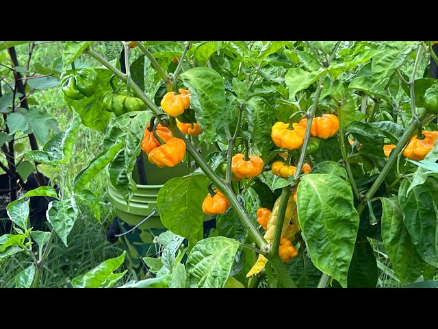 Growing  Jamaican Scotch Bonnet Peppers 2021