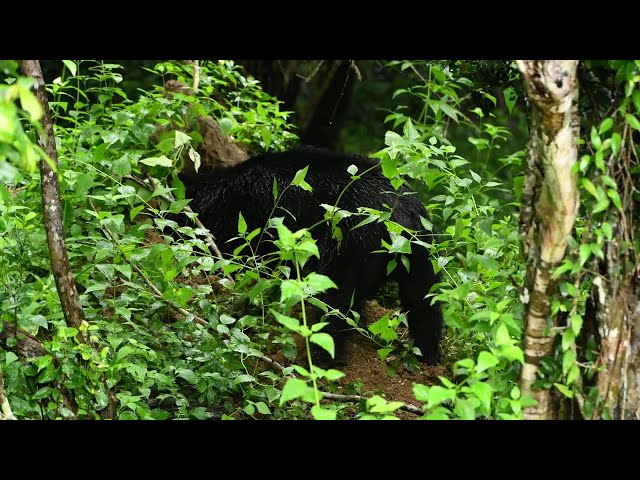 Bear Destroys Anthill for a Delicious Lunch #bear #anthill #beareating  #wildlife #nature #wildlife