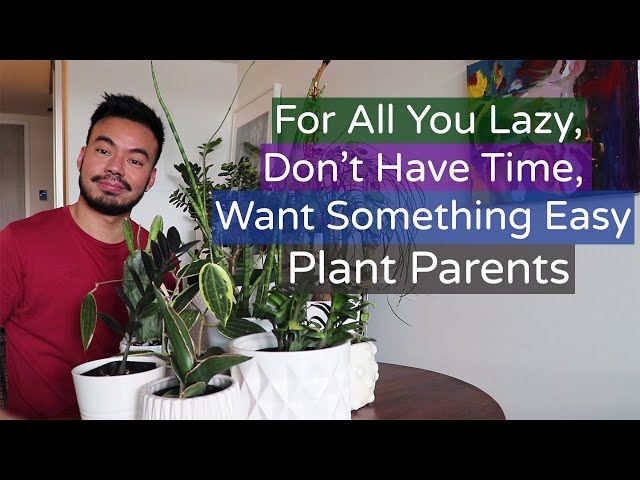 5 Low-Maintenance Houseplants for The Lazy Plant Parent